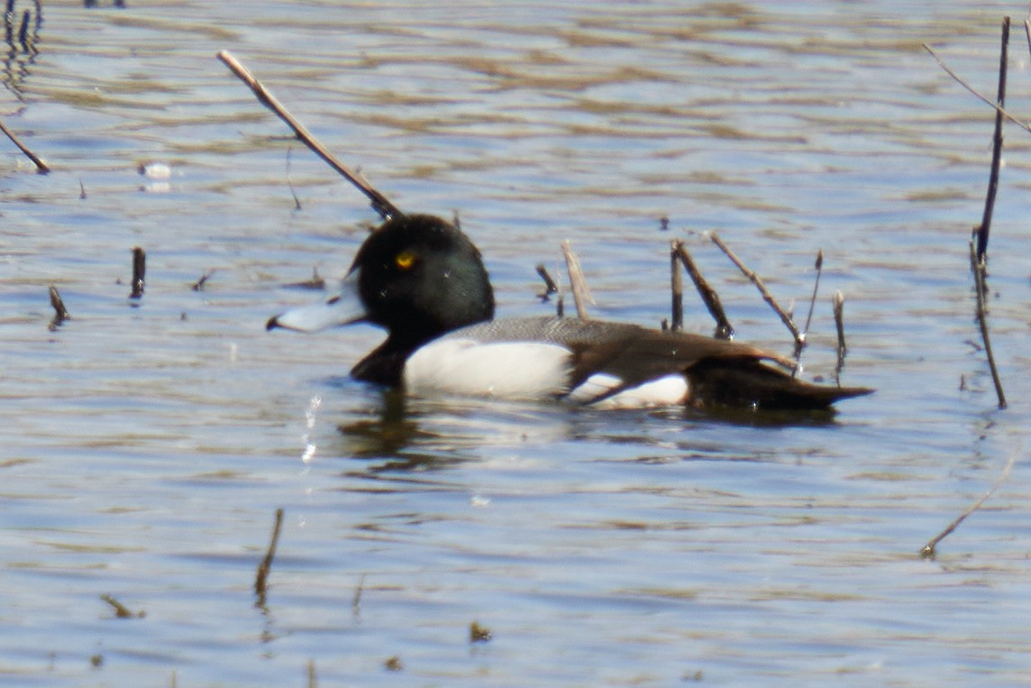 eBird Checklist 20 Apr 2024 Bosque del Apache NWR 82 species (+8