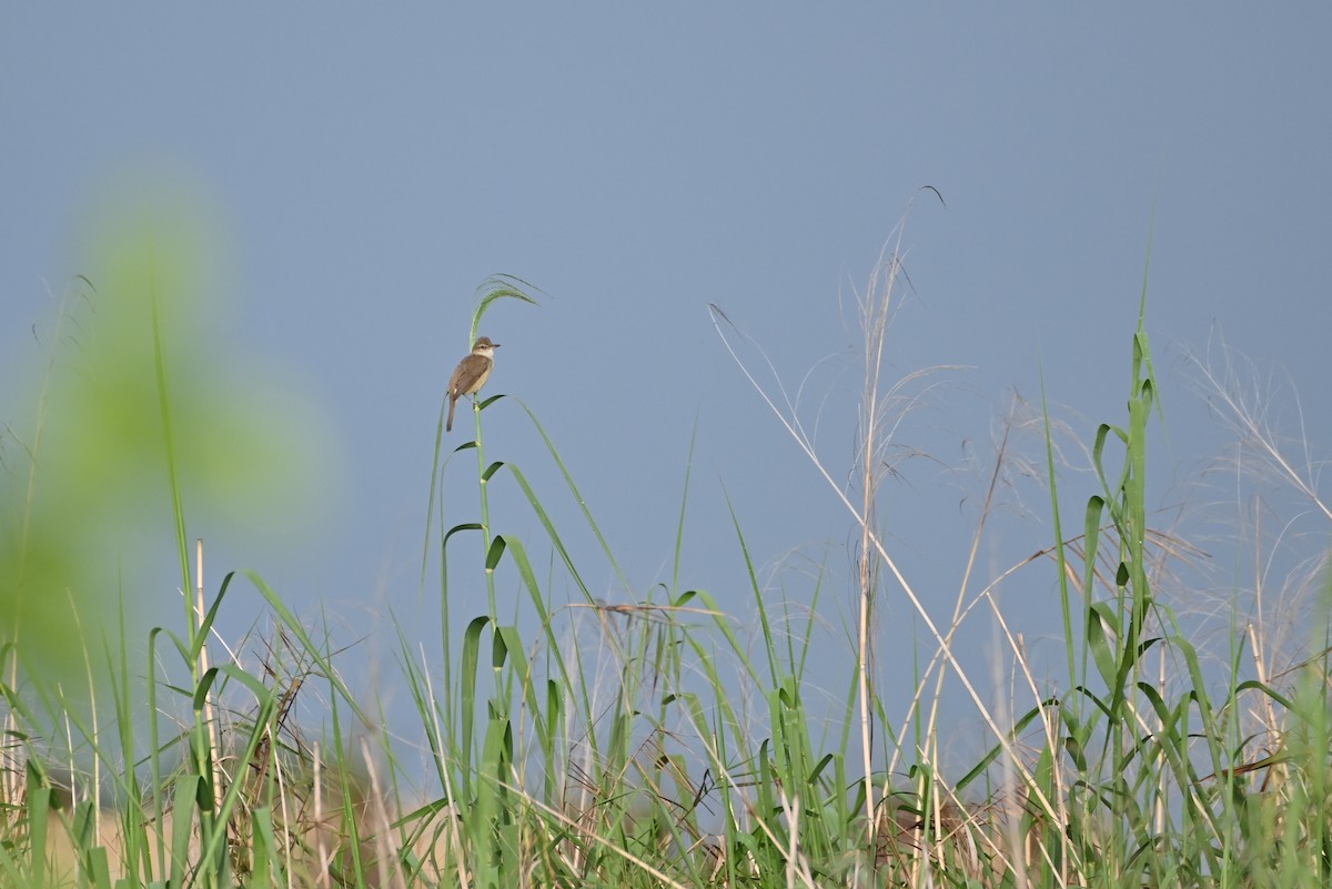 Clamorous Reed Warbler - Dinidu Jayathilake