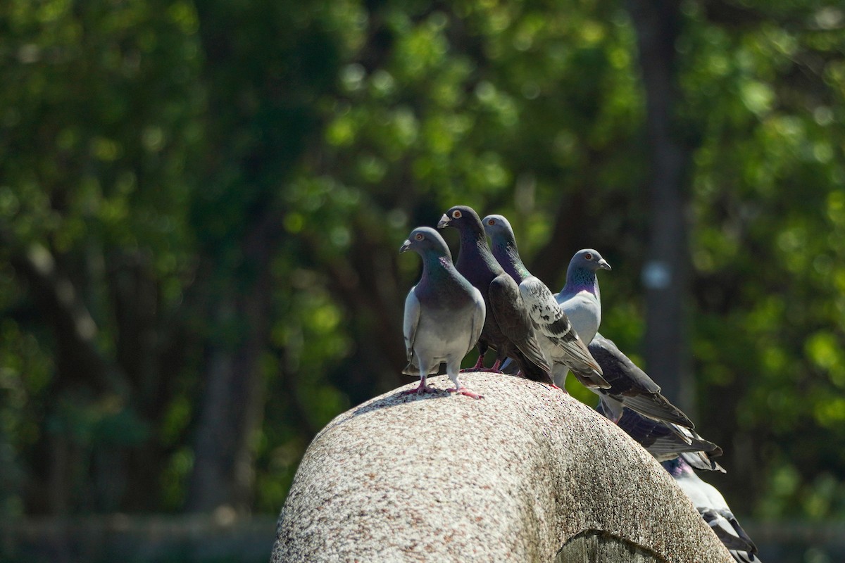 Rock Pigeon (Feral Pigeon) - ML617699497