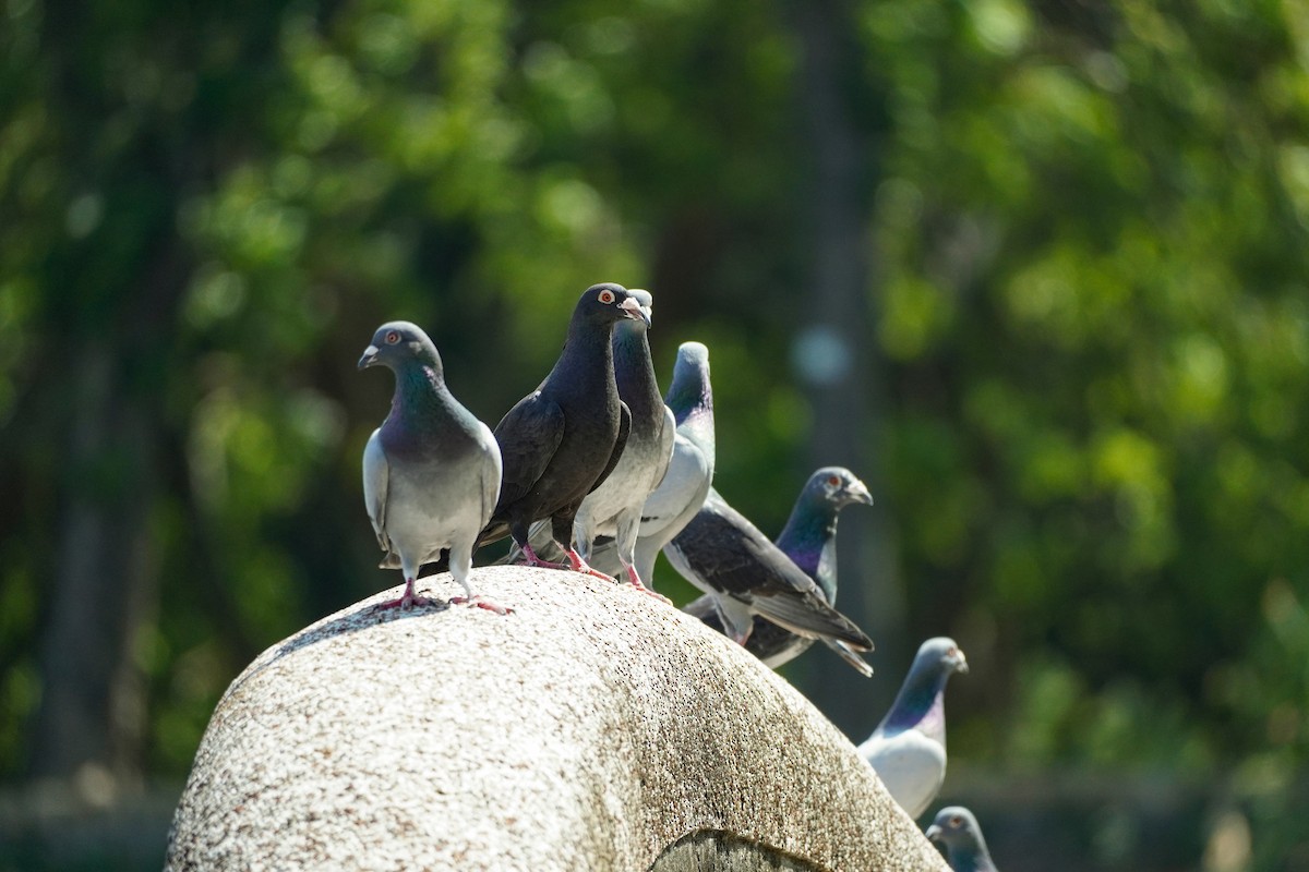 Rock Pigeon (Feral Pigeon) - ML617699498
