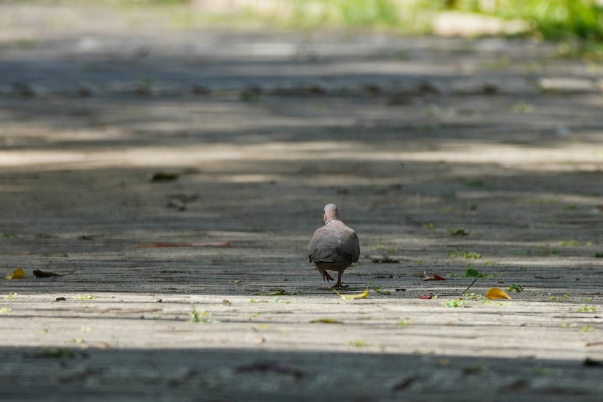 Spotted Dove - ML617699521