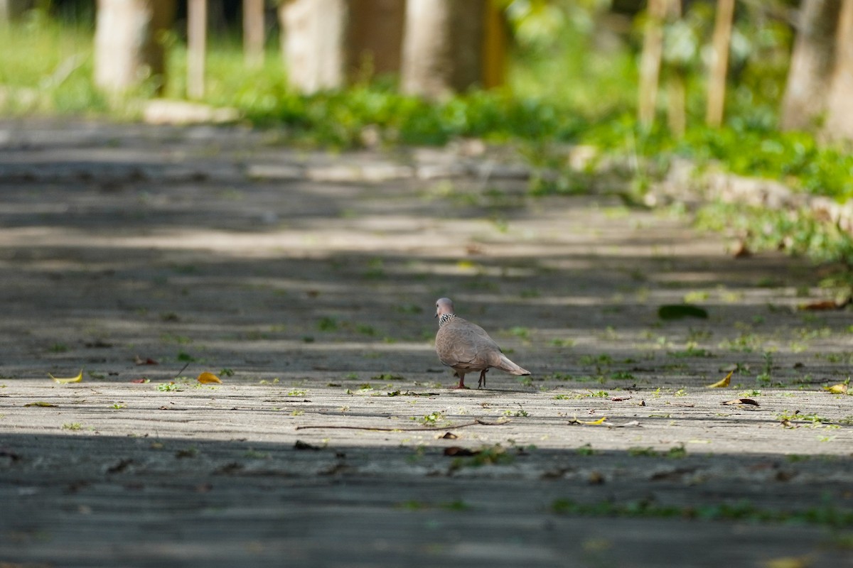 Spotted Dove - ML617699522