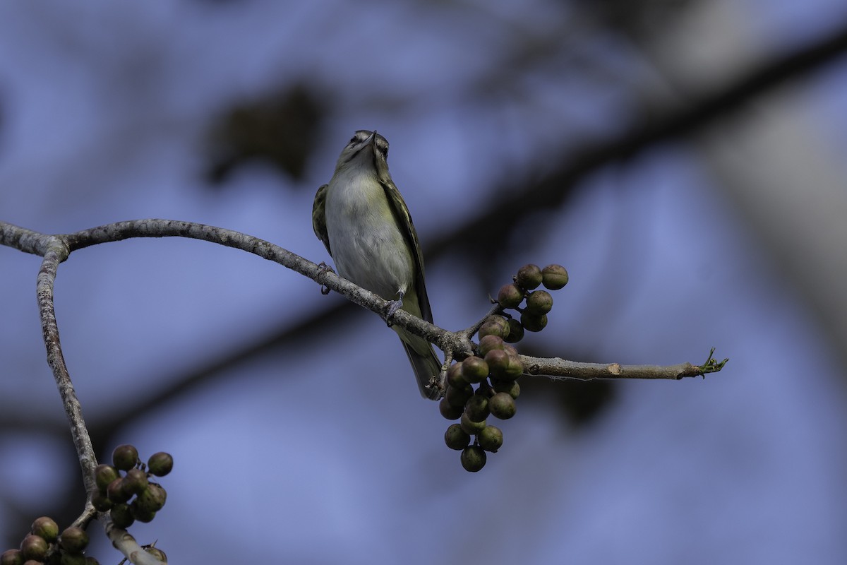 Black-whiskered Vireo - Luis Guillermo