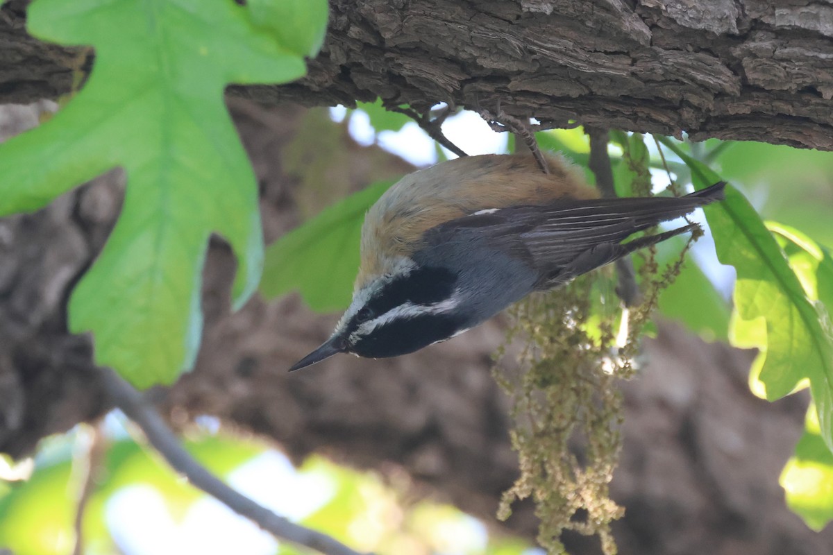 Red-breasted Nuthatch - ML617699561