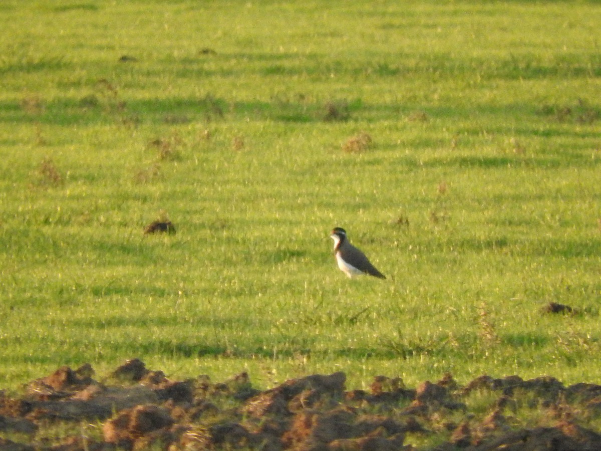 Banded Lapwing - ML617699563