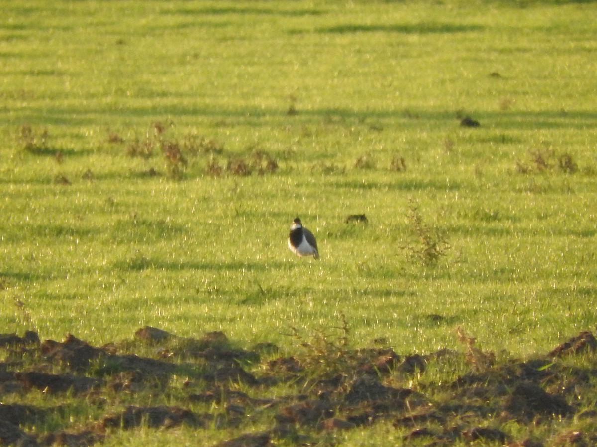 Banded Lapwing - ML617699565