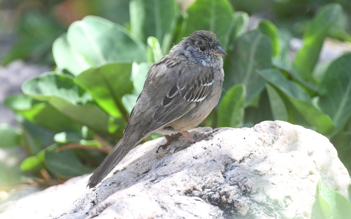 Golden-crowned Sparrow - Nancy Hetrick