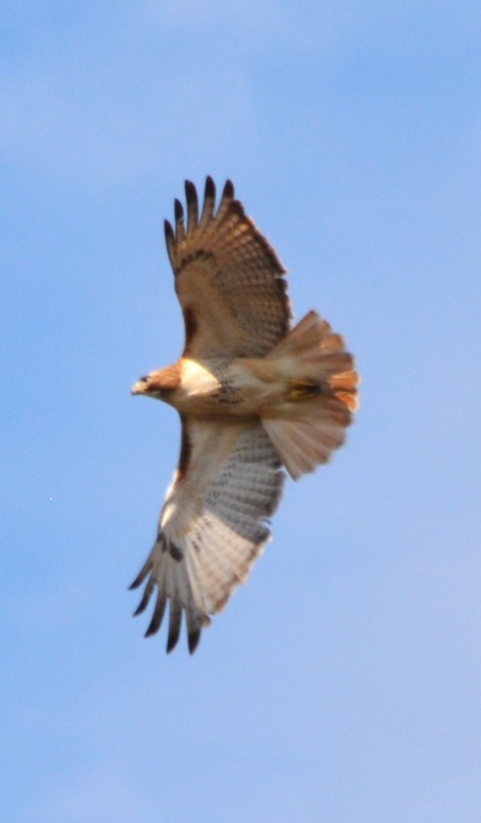 Red-tailed Hawk - ML617699684