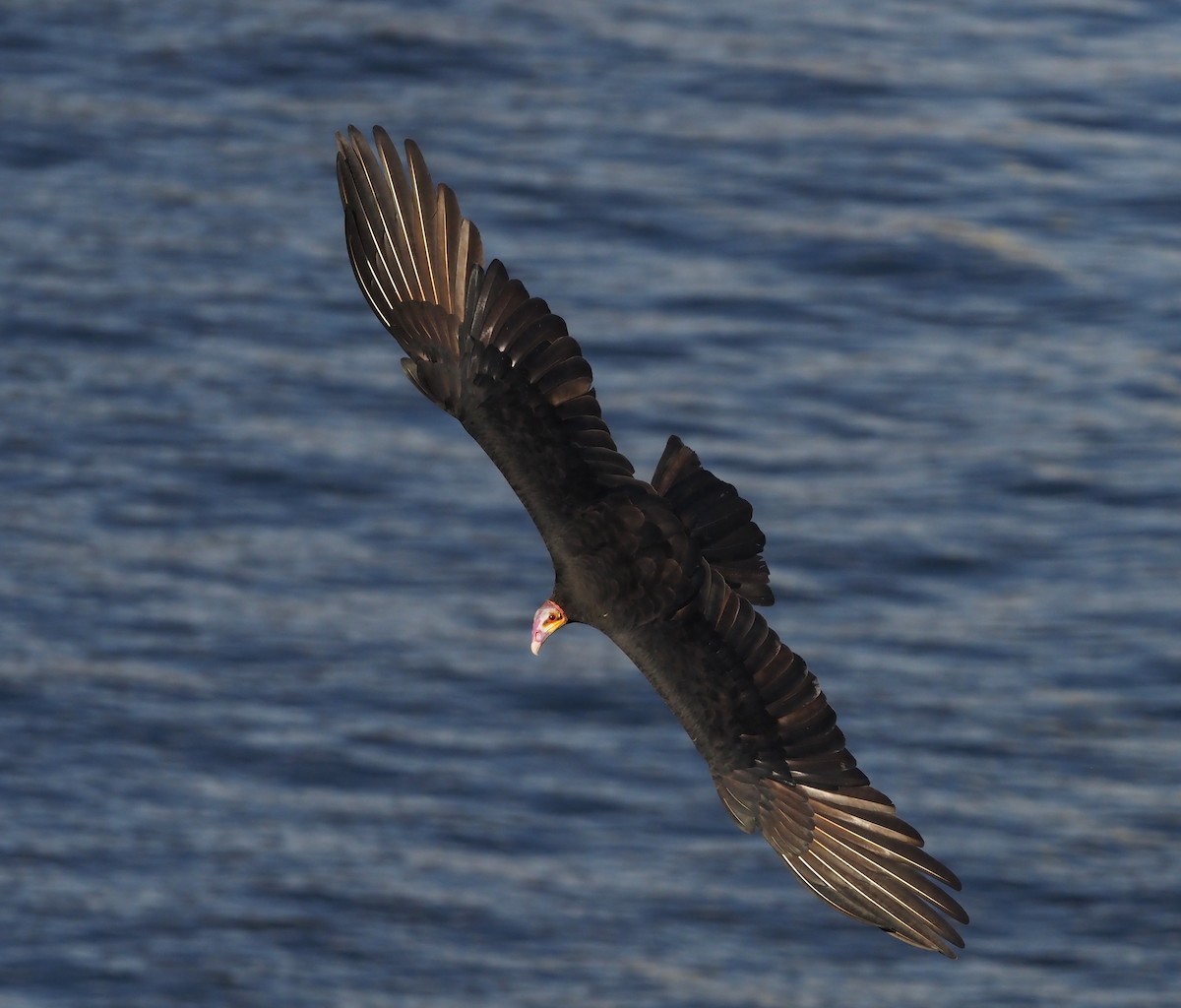 Greater Yellow-headed Vulture - ML617699686