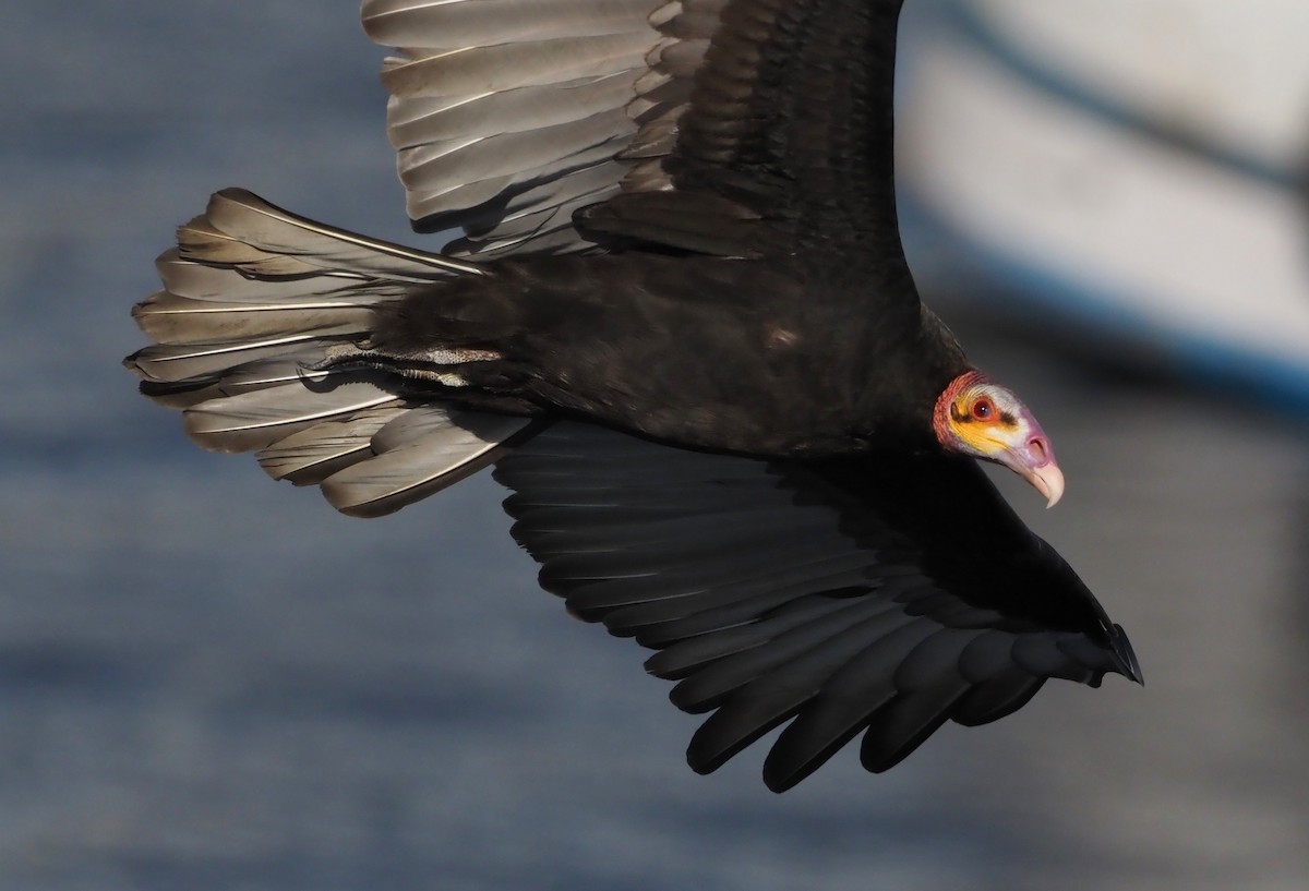 Greater Yellow-headed Vulture - ML617699688