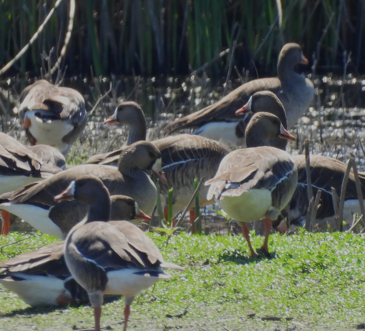 Greater White-fronted Goose - ML617699760