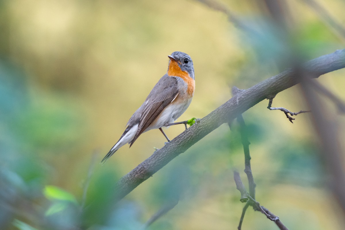 Red-breasted Flycatcher - Ajay  Kumar