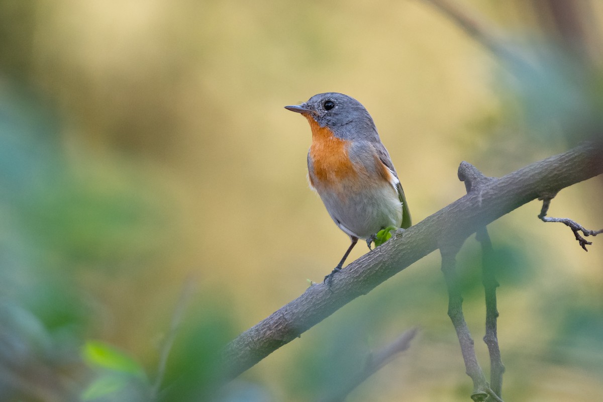 Red-breasted Flycatcher - ML617699772