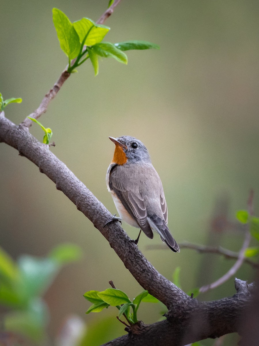 Red-breasted Flycatcher - ML617699781