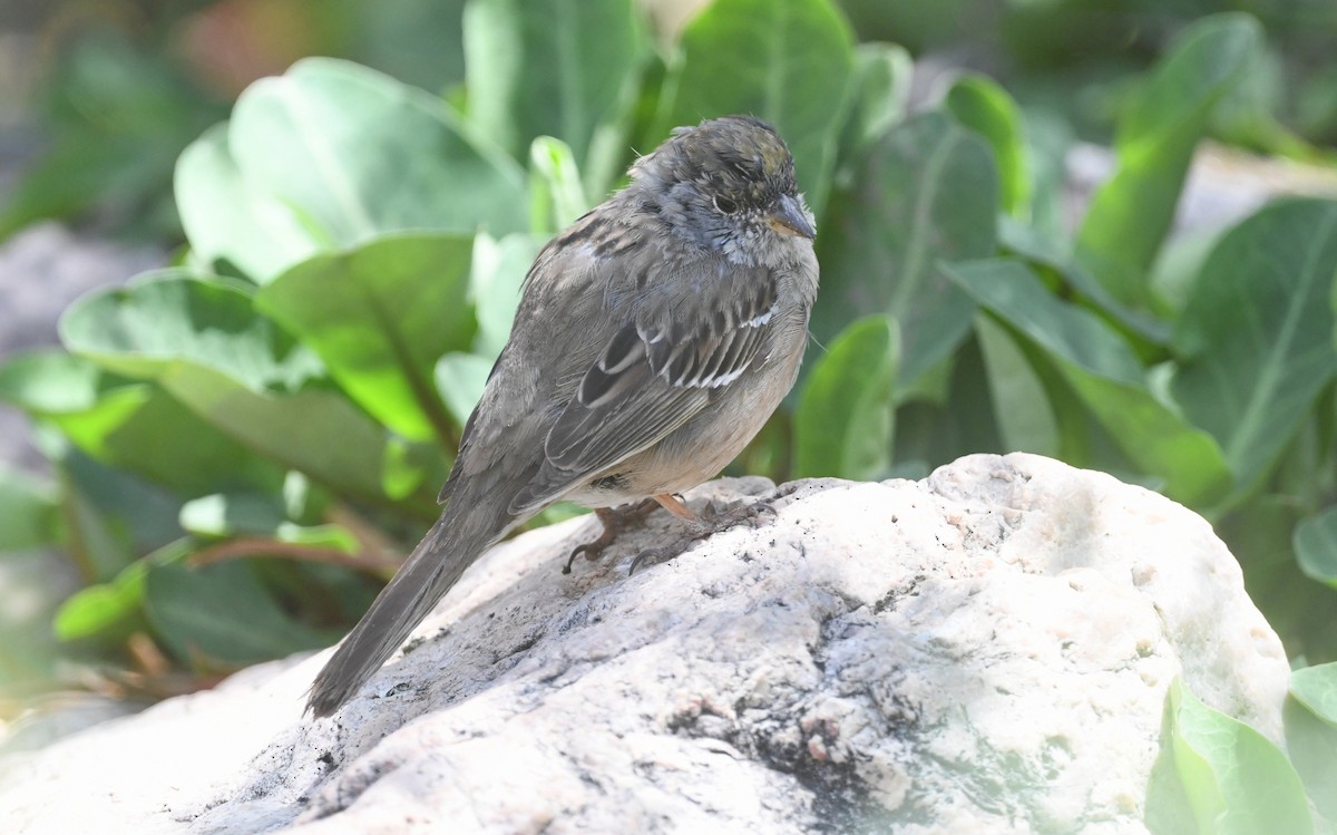 Golden-crowned Sparrow - ML617699799