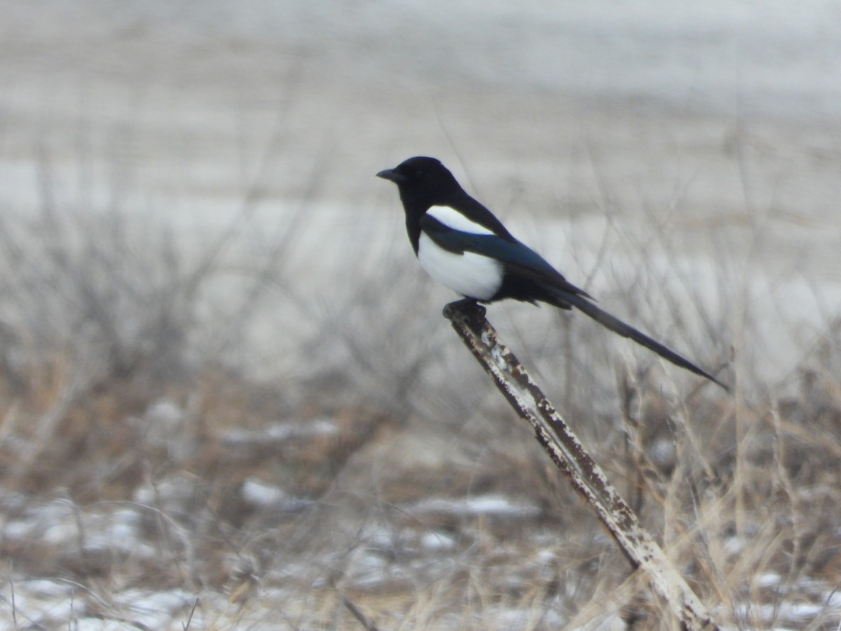 Black-billed Magpie - Jeff Percell