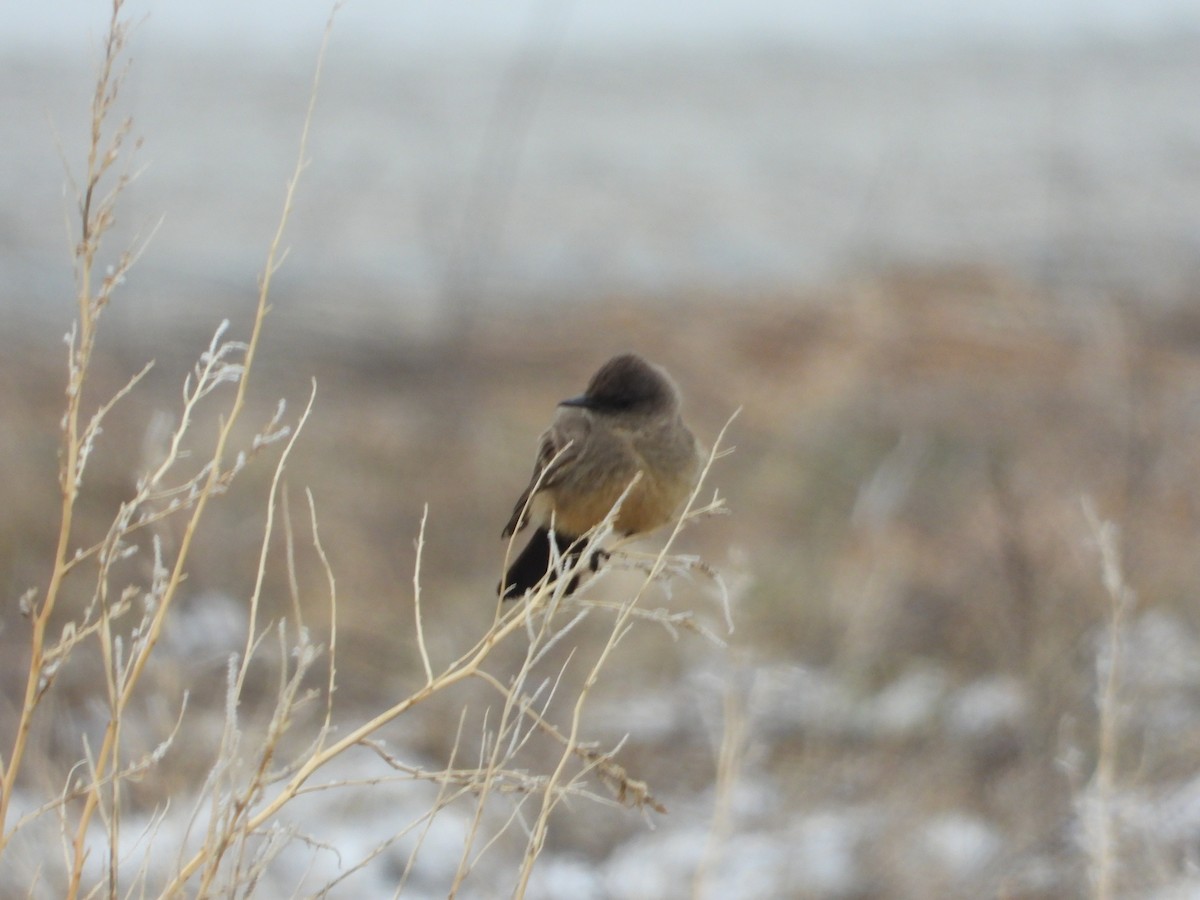 Say's Phoebe - Jeff Percell