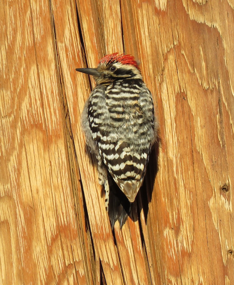 Ladder-backed Woodpecker - Melody Asher