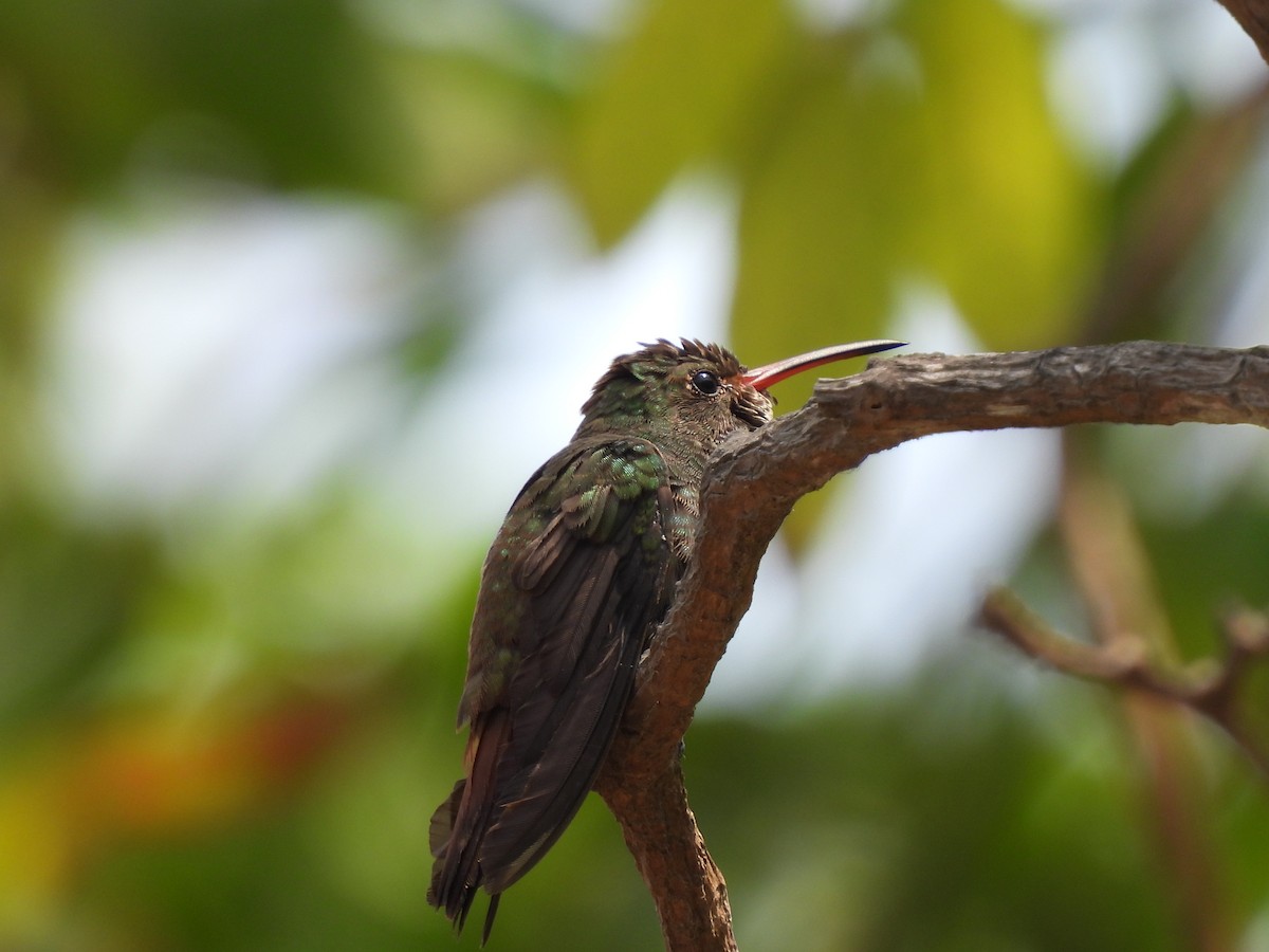 Rufous-tailed Hummingbird - ML617699852