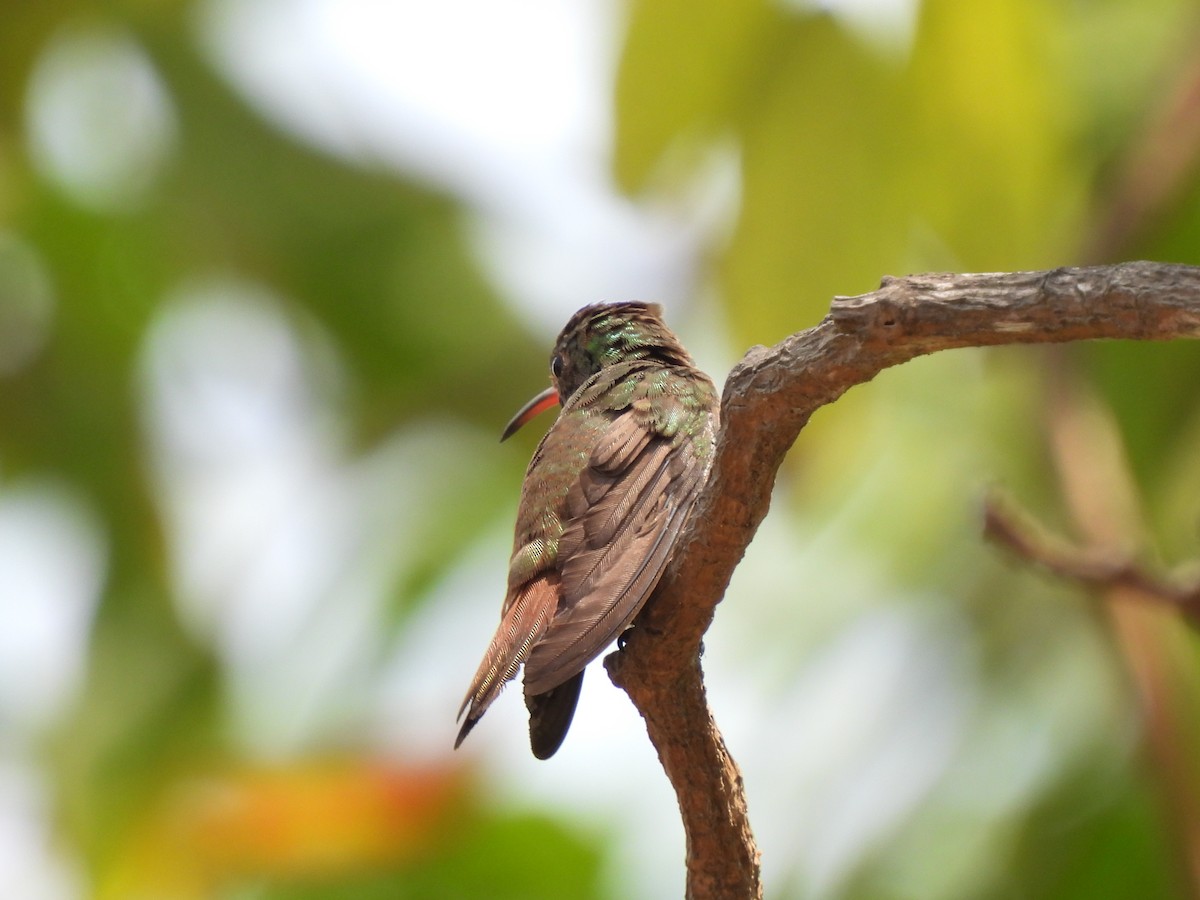 Rufous-tailed Hummingbird - ML617699853