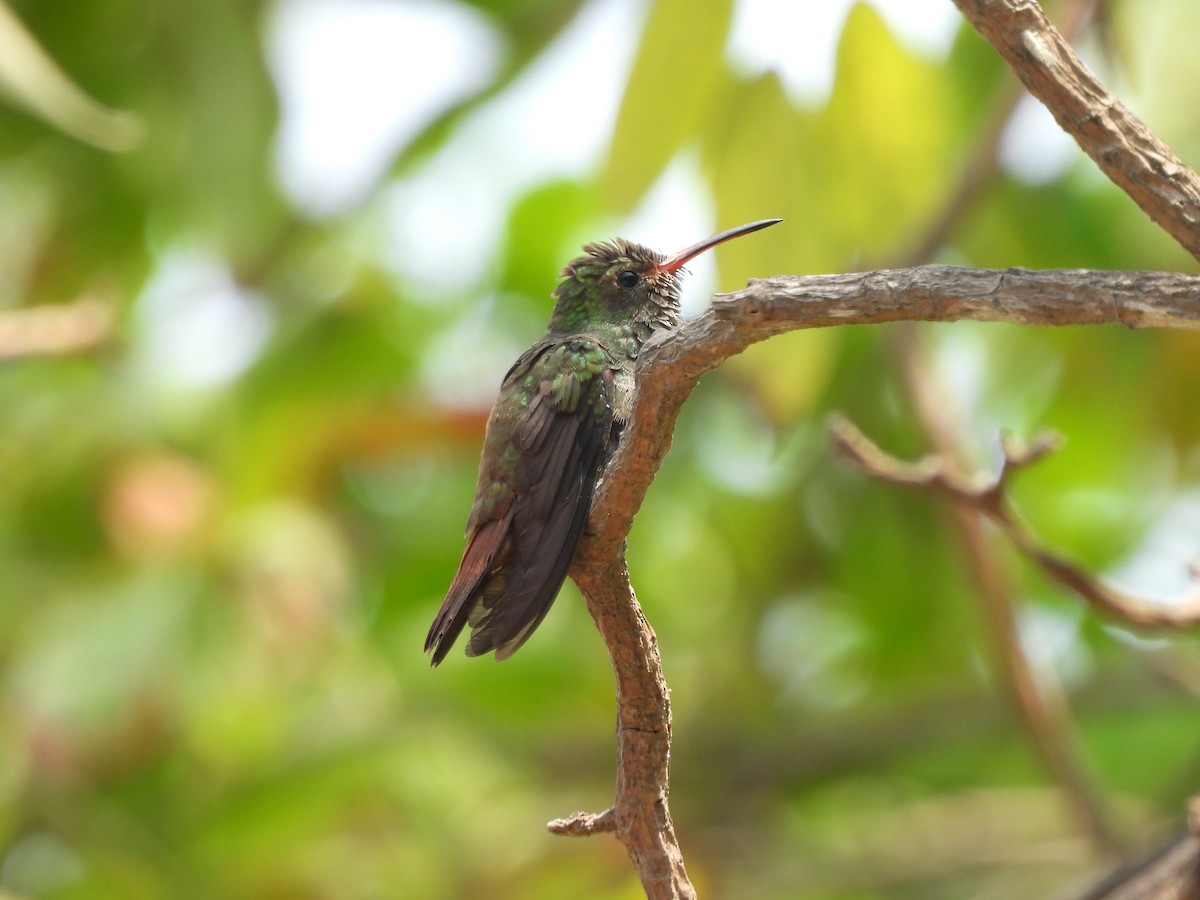 Rufous-tailed Hummingbird - ML617699854