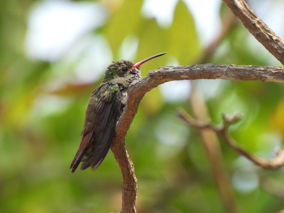 Rufous-tailed Hummingbird - ML617699855