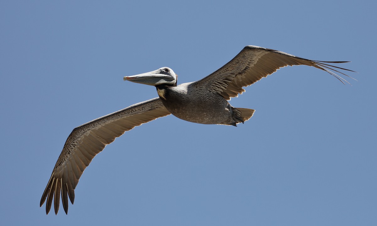 Brown Pelican - Hampus Sandberg