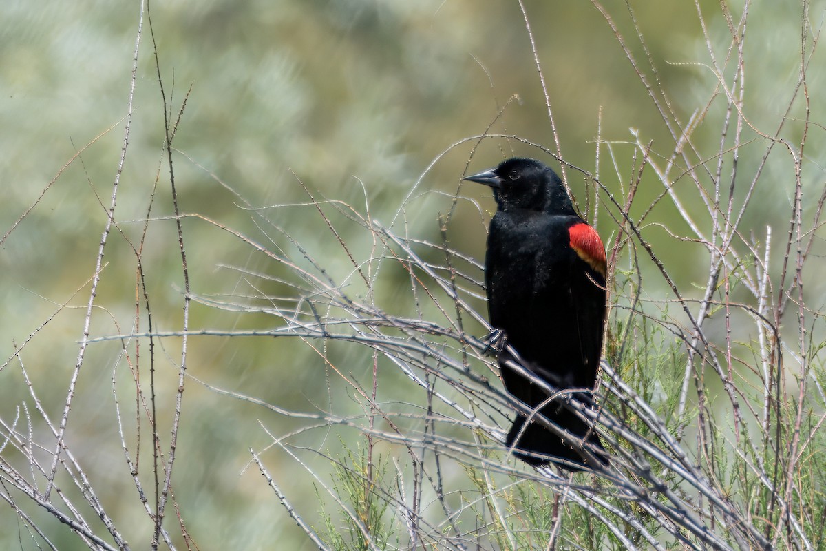 Red-winged Blackbird - Alexander Yan