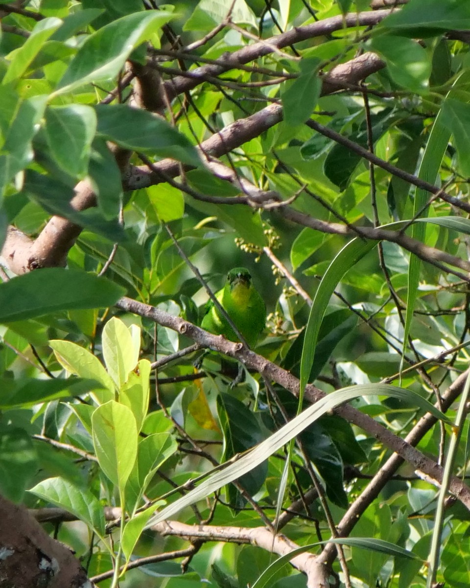 Greater Green Leafbird - ML617700038