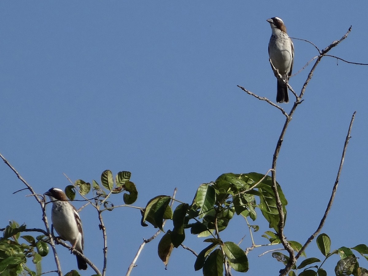 White-browed Sparrow-Weaver - Padrick Anderson