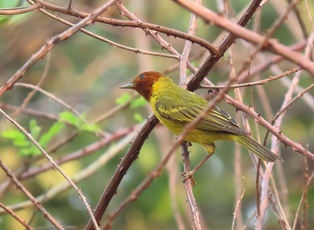 Yellow Warbler (Mangrove) - ML617700079