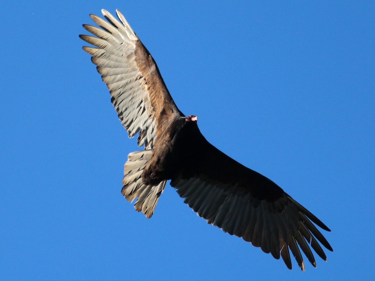 Turkey Vulture - ML617700082