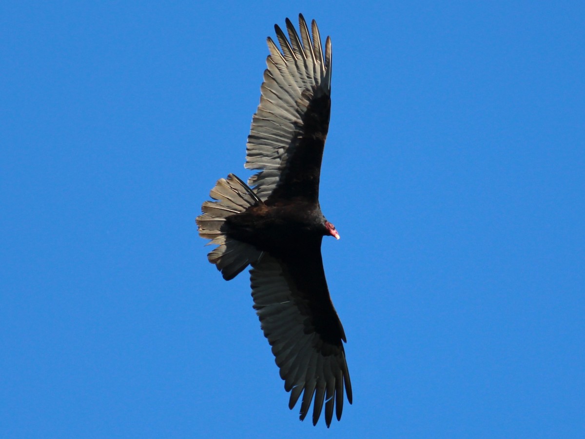 Turkey Vulture - ML617700083