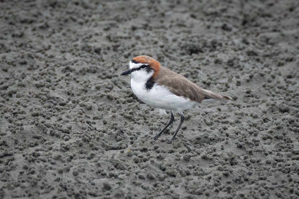 Red-capped Plover - ML617700094