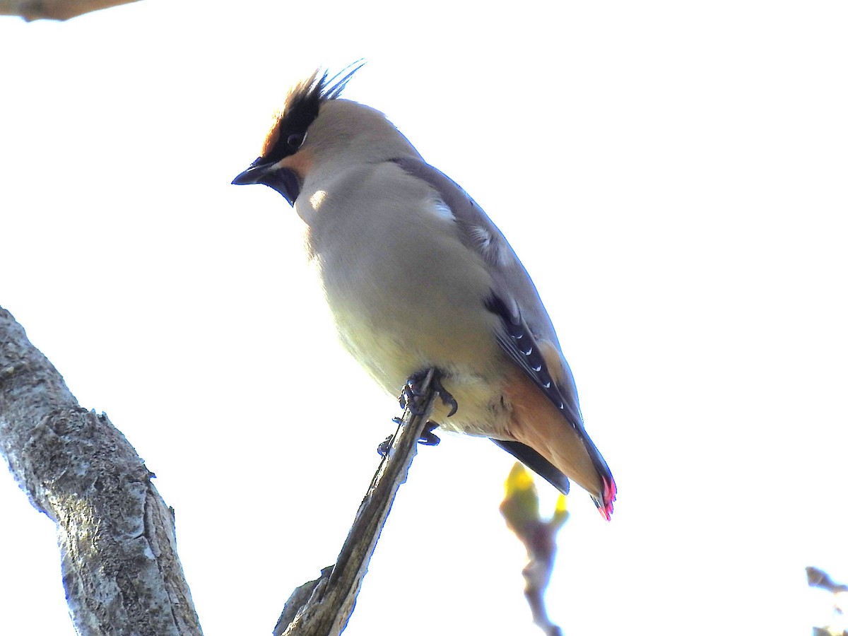 Japanese Waxwing - ML617700179