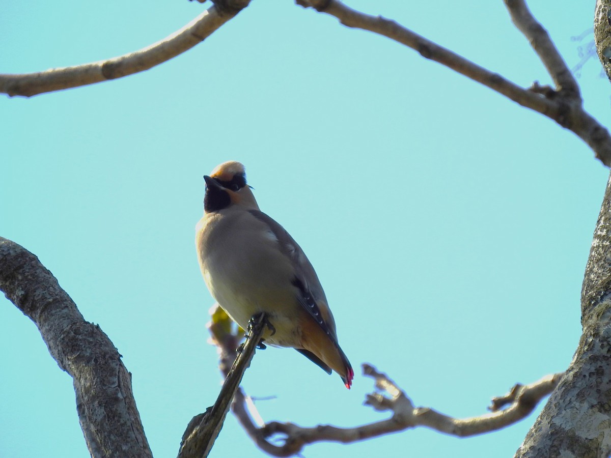 Japanese Waxwing - ML617700180