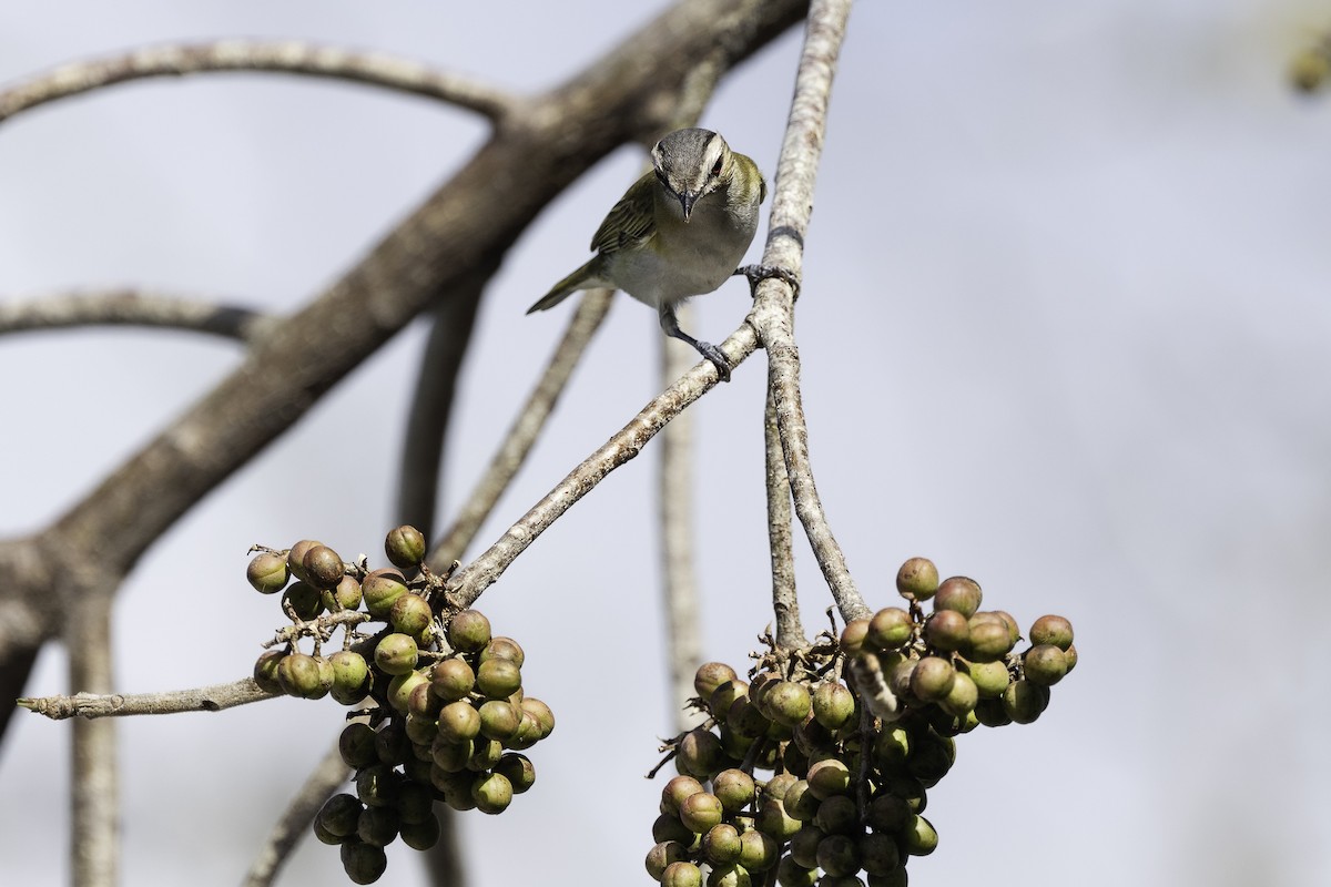 Red-eyed Vireo - Luis Guillermo