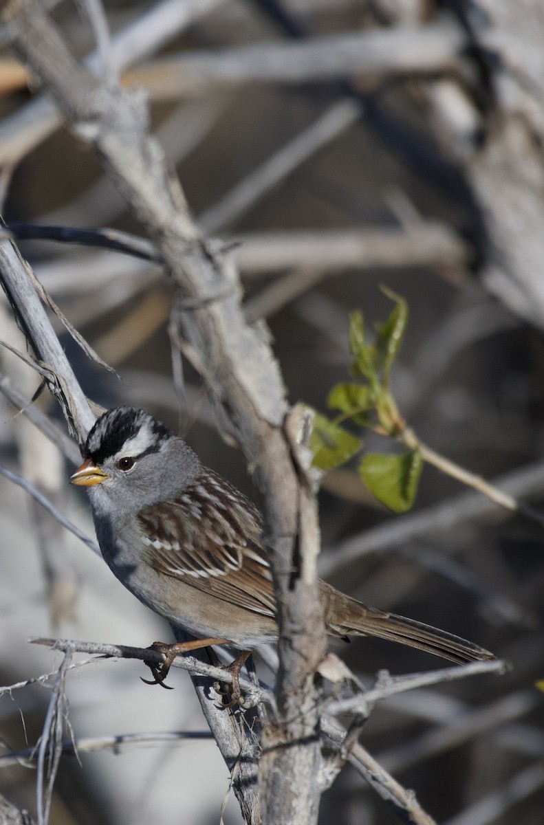 White-crowned Sparrow - ML617700300