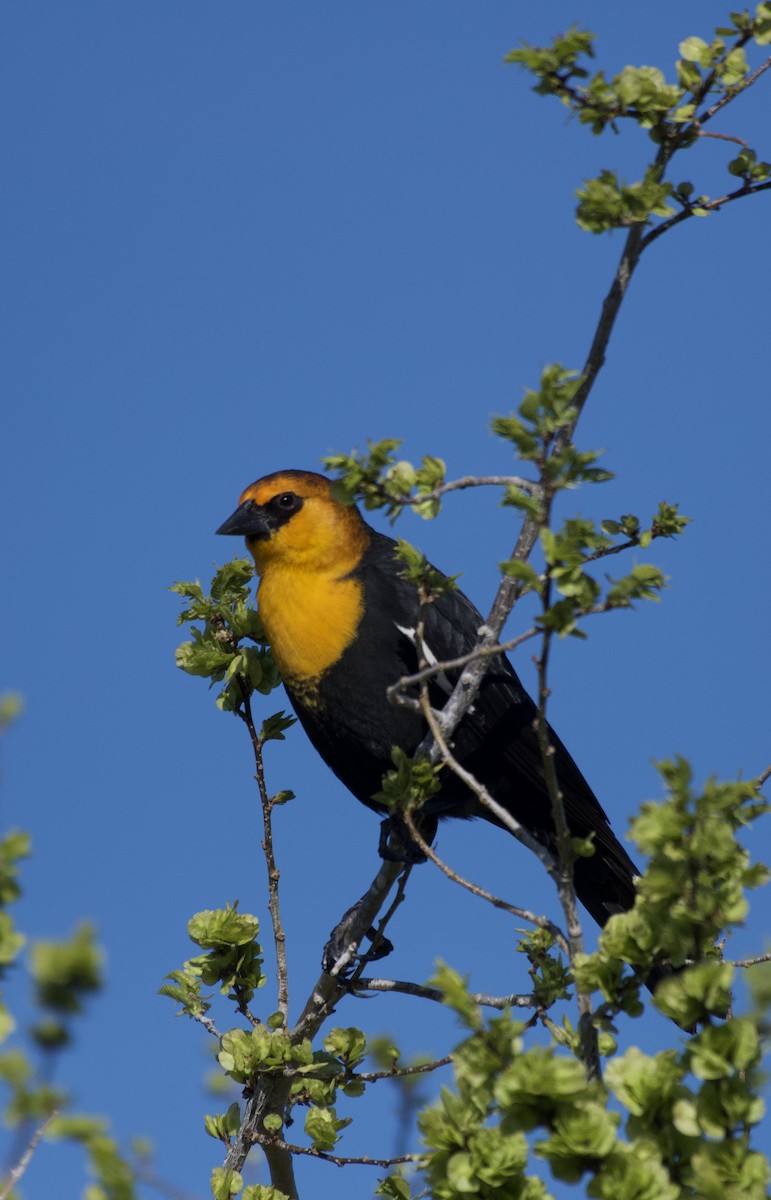 Yellow-headed Blackbird - McKay Olson