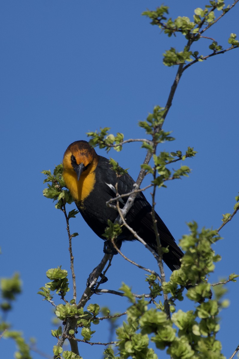 Yellow-headed Blackbird - ML617700310