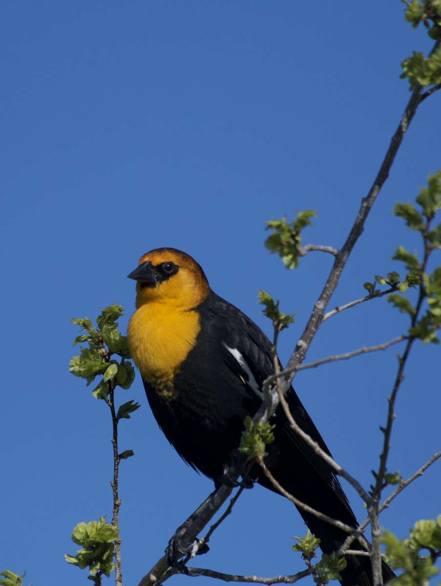 Yellow-headed Blackbird - ML617700311