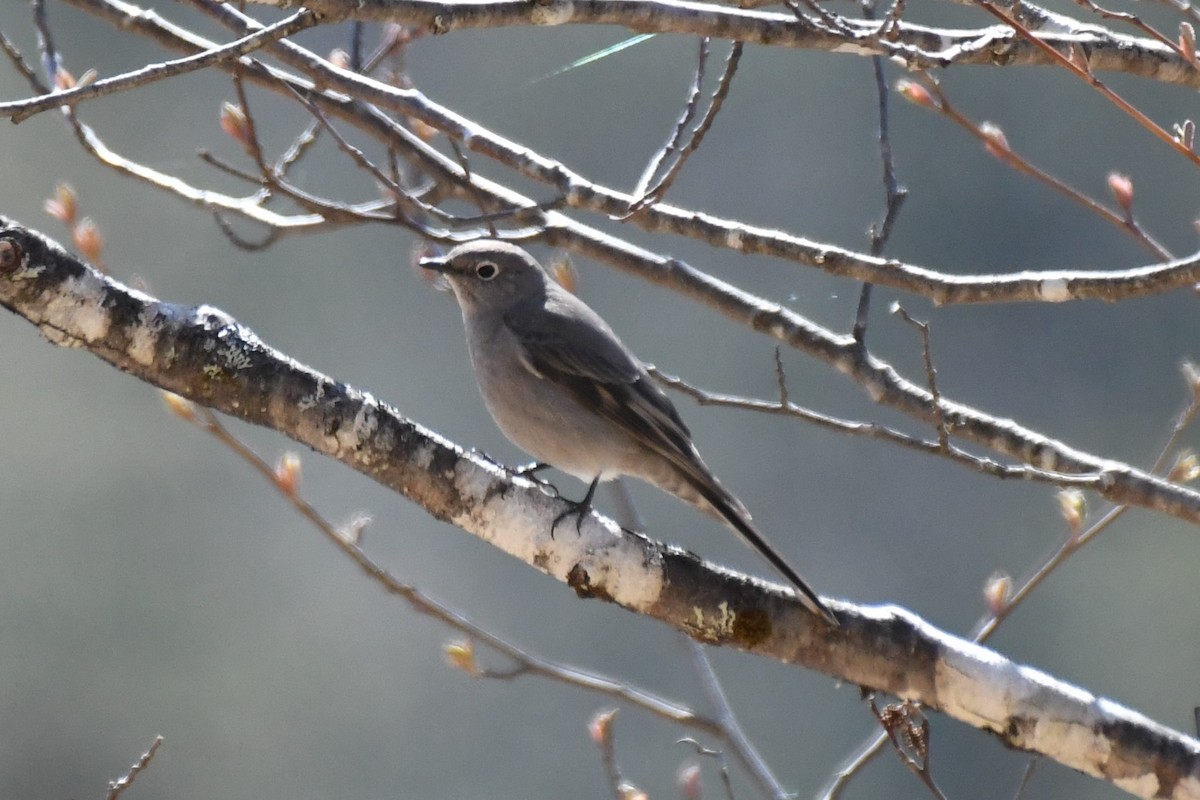 Townsend's Solitaire - ML617700390