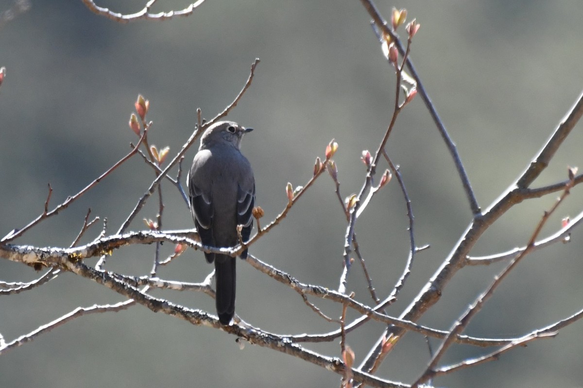 Townsend's Solitaire - ML617700391
