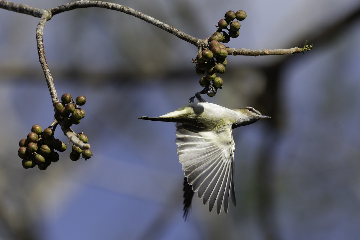 Red-eyed Vireo - Luis Guillermo