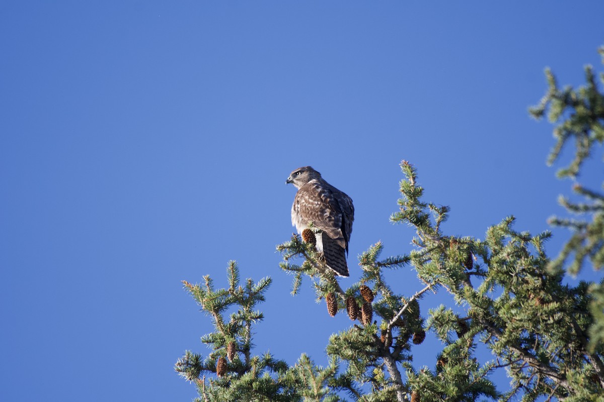 Red-tailed Hawk - ML617700411