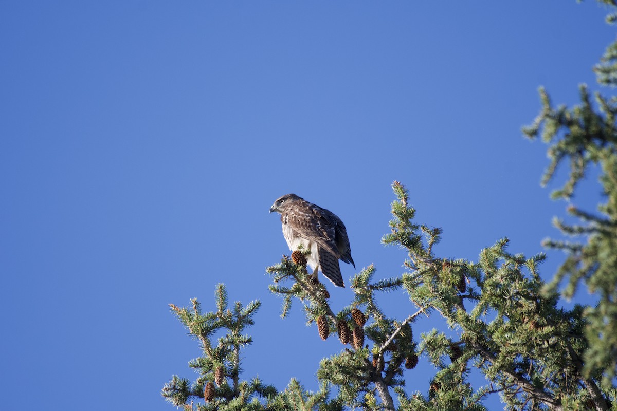 Red-tailed Hawk - ML617700412