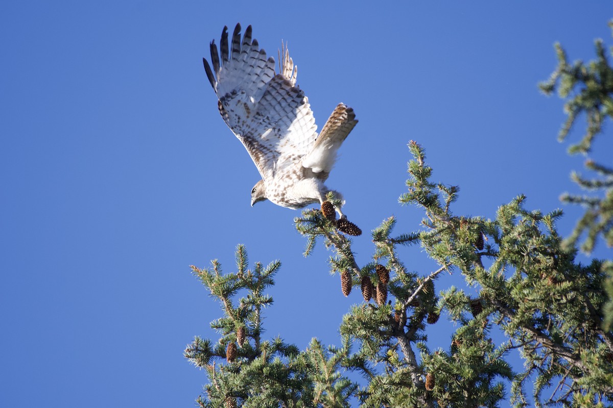 Red-tailed Hawk - ML617700413