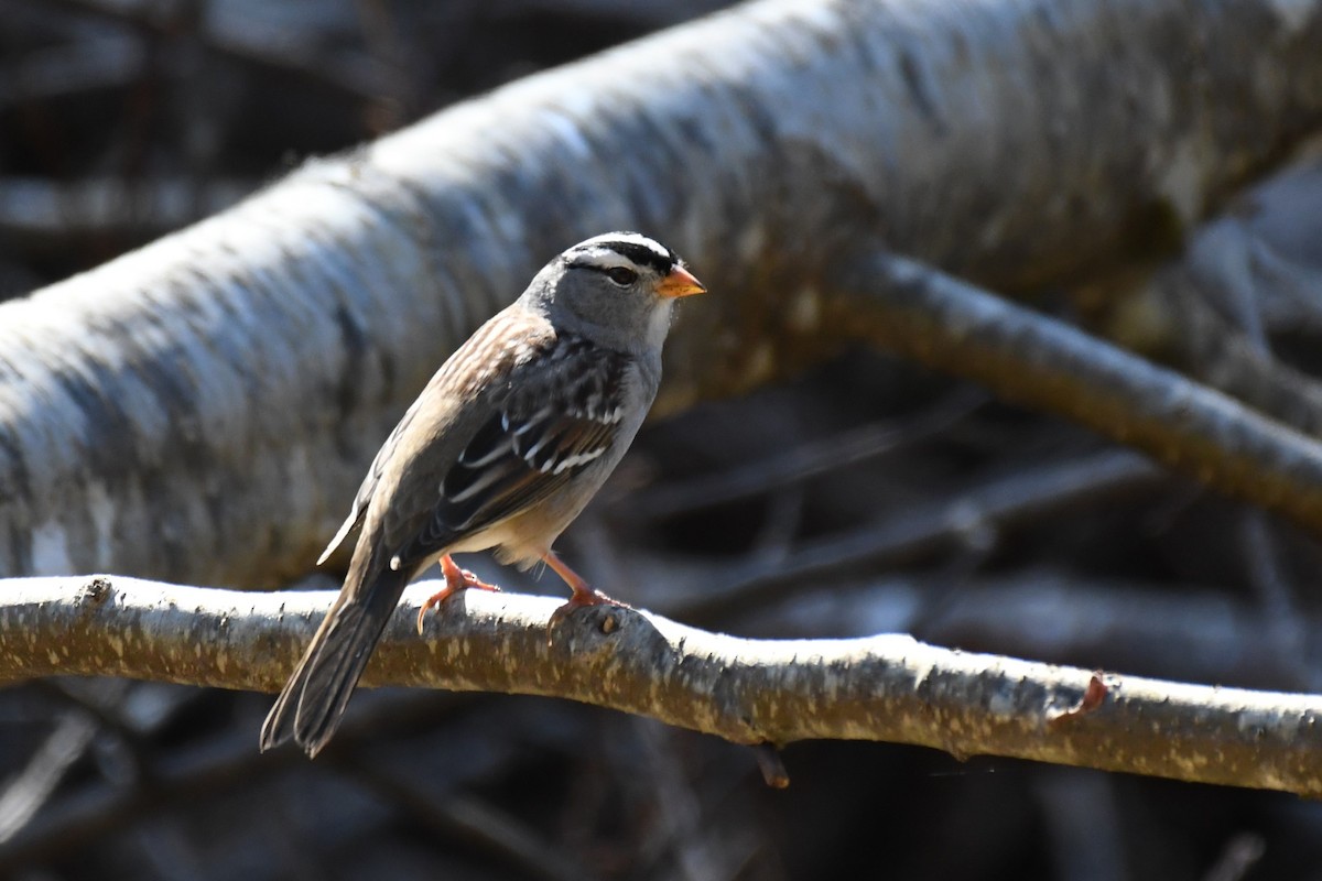 White-crowned Sparrow - Brad Hunter