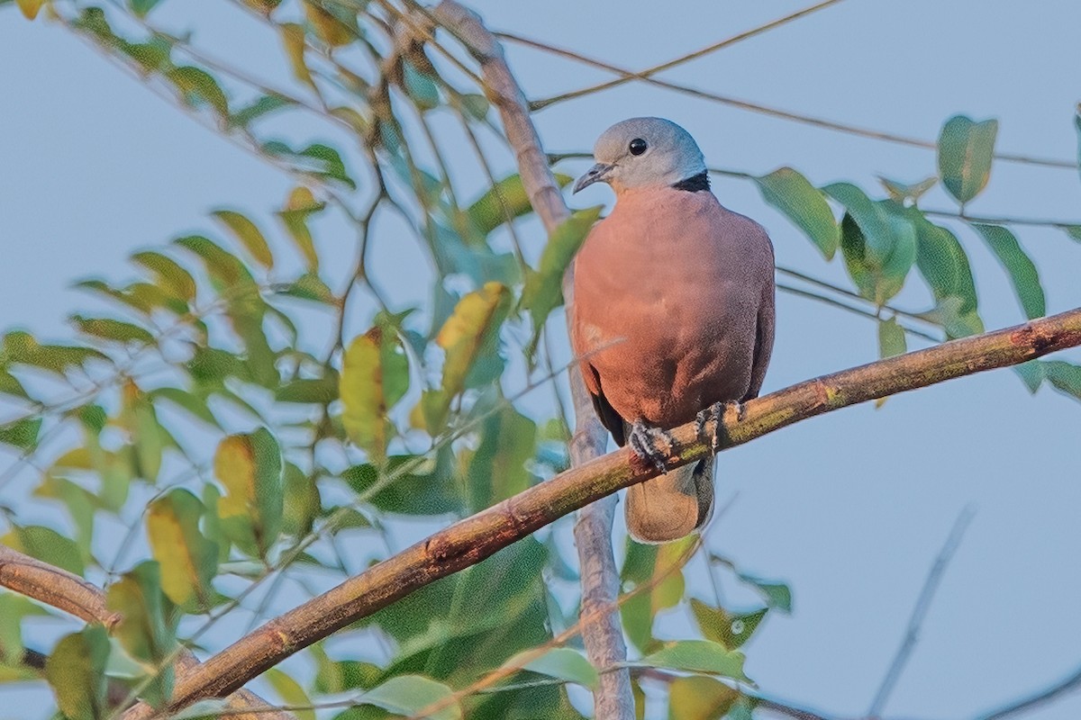Red Collared-Dove - ML617700515