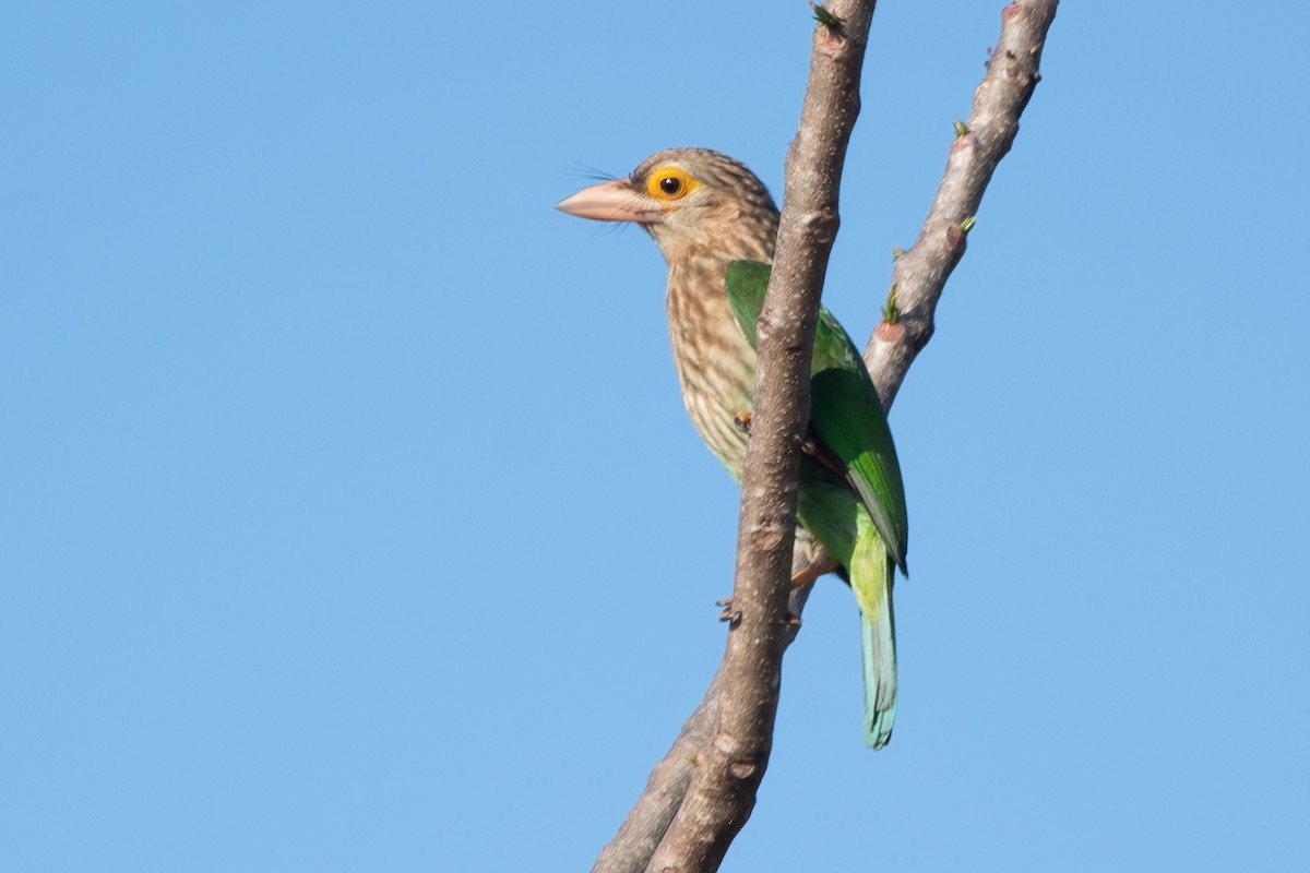 Lineated Barbet - ML617700552